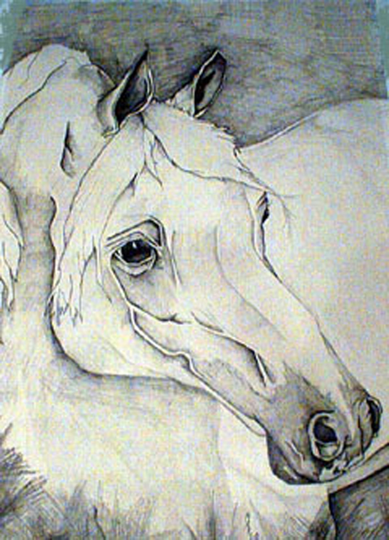 Arabian Stallion